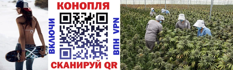 Бошки марихуана THC 21%  дарк нет какой сайт  Шахунья 